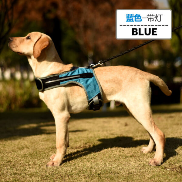 Blue Led Dog Safety Set Vd14