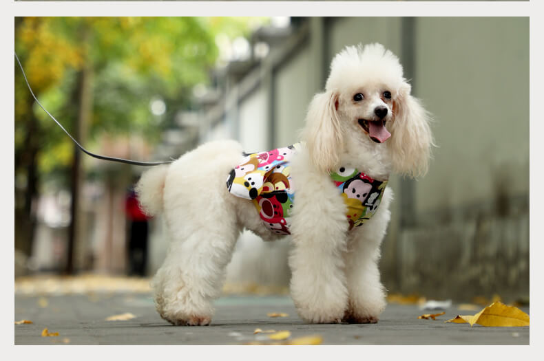 Dog Safety Set VD13 Wholesale Factory Supplies (6)