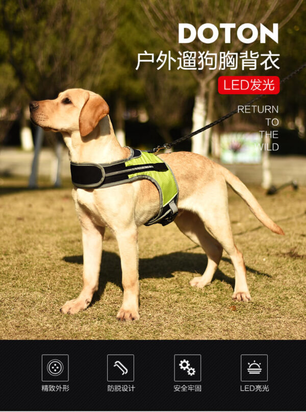 Led Dog Safety Set Vd14 Details (1)