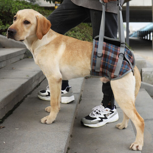 Plaid Blue Dog Assisted Walking Harness For Back Leg Vd16