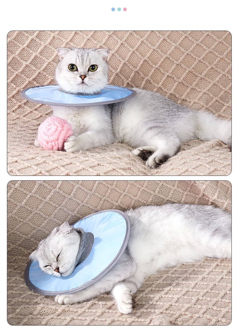 VC31 Elizabeth Loop Collar for Pet Cats (11)
