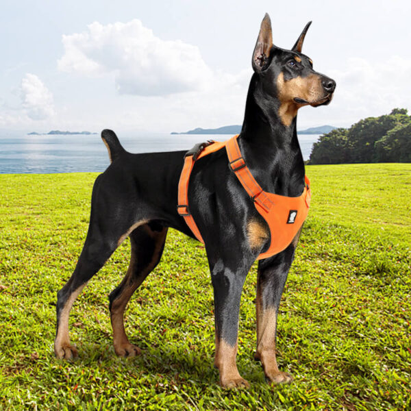 VD33-Lightweight Dog Harness for Pet Wholesale (7)