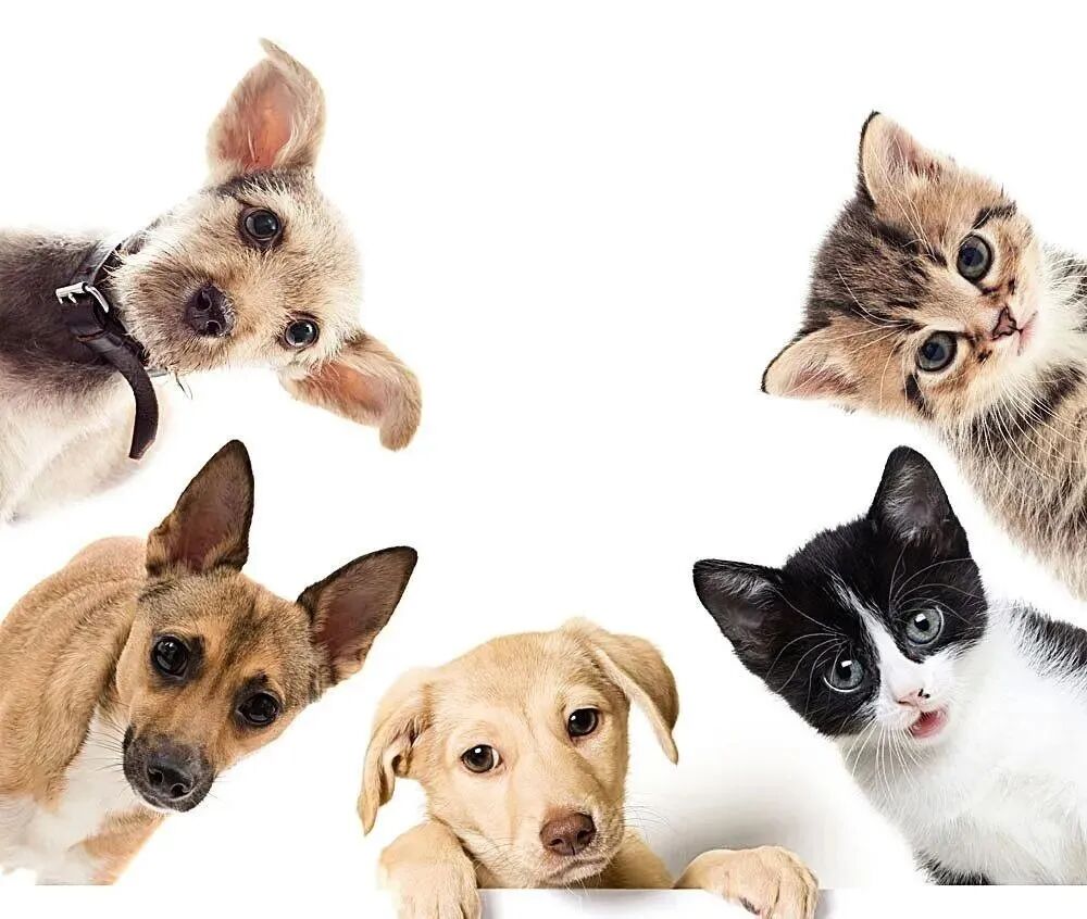Why Puppies and Kittens Are the Key to Growing Your Pet Retail Business