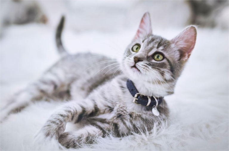 Curated visual reference: Picture Idea: Global Pet Cat Population Surpasses 370 Million