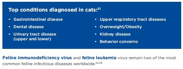 Global Pet Cat Population Surpasses 370 Million – In Depth National Data Analysis (9)
