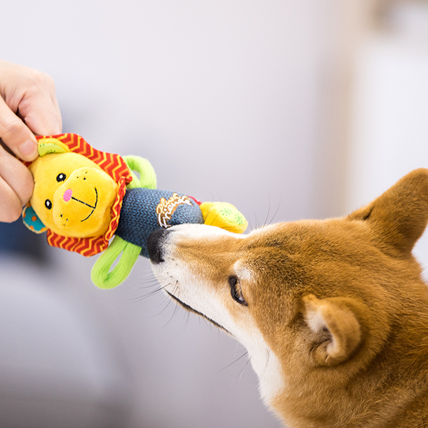Puppy & Kitten Owners The Pet Toy Trends Shaping Their Purchases