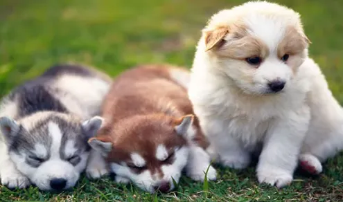 Life-or-Death Care: Key Tips for 0–3 Month Old Puppies