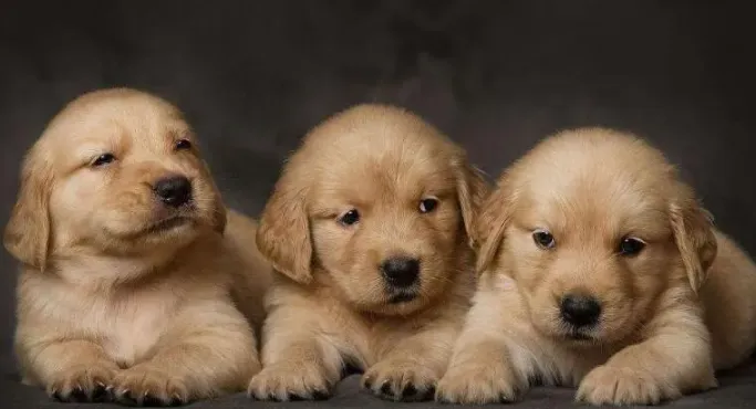 Place the puppy in the area 15 minutes after eating