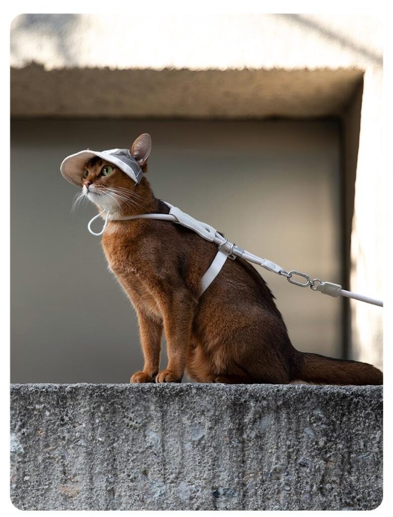 Sunscreen and sunshade pet hat