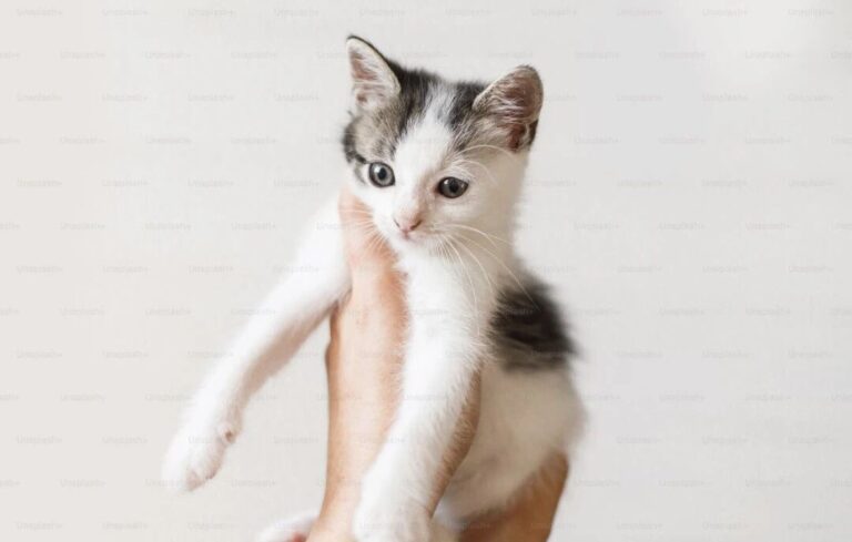 Luxury Cat Accessories Market: Why Premium Products Continue to Thrive